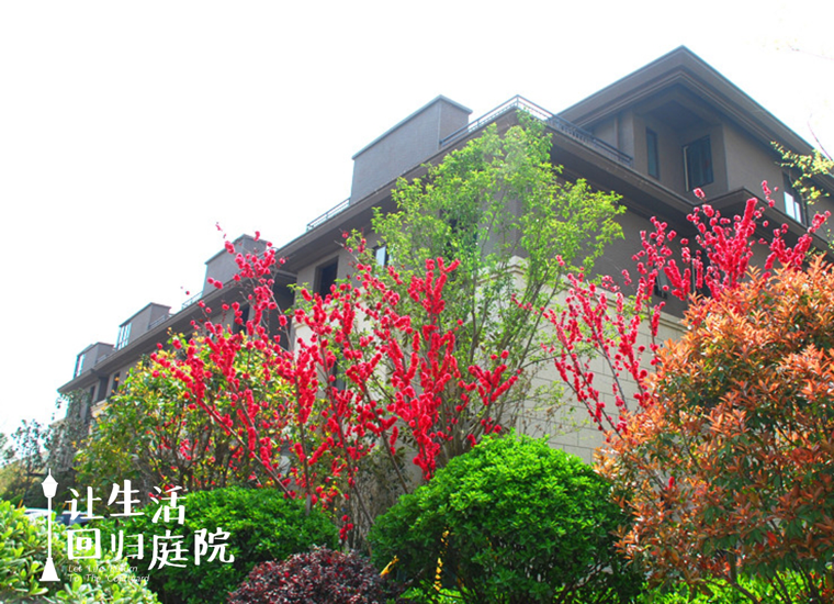 前后张望南阳50年：这样的庭院，，，，，很难再有了！